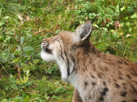 La lince nell'' Appennino centrale